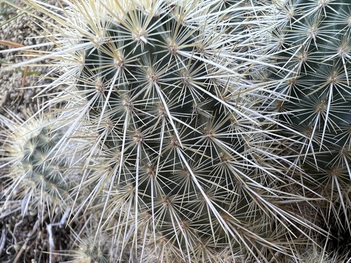 Echinocereus russanthus