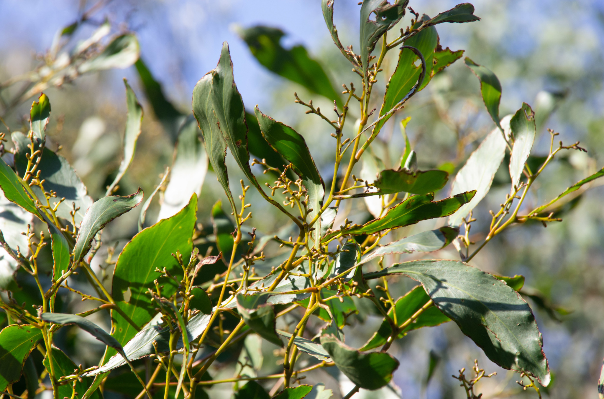 Golden Wattle (Acacia pycnantha) · iNaturalist