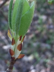 Pyrus communis pyraster