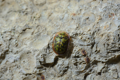 Cassida canaliculata