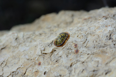 Cassida canaliculata