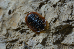 Cassida canaliculata