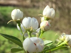 Pyrus communis pyraster