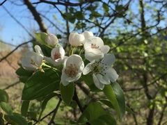 Pyrus communis pyraster