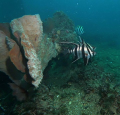 Cochleoceps bicolor