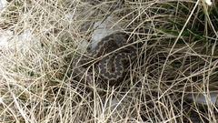 Vipera ursinii