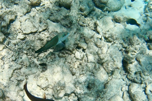 Blackeye Thicklip — seen at this dive site