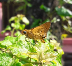 Cephrenes trichopepla