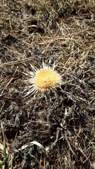 Carlina acaulis