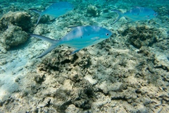 Trachinotus baillonii