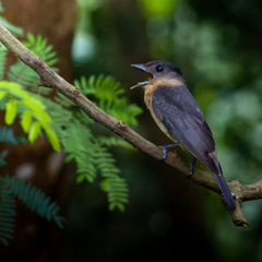 Crested Becard photo 3