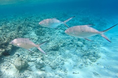 Trachinotus baillonii