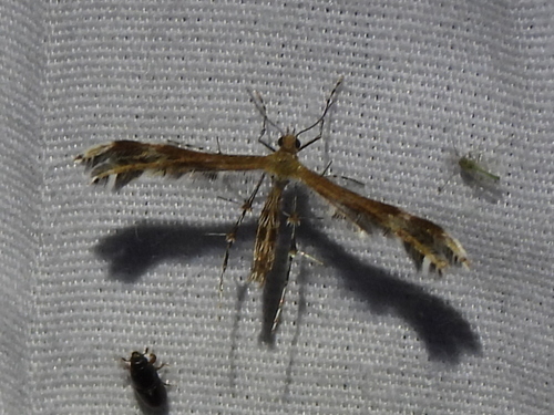 Gumweed Plume Moth photo 4