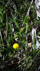 Hippocrepis biflora
