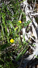 Hippocrepis biflora