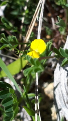 Hippocrepis biflora