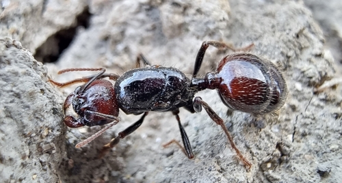 Barbary Harvester Ant