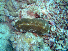 Ctenactis
