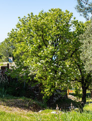 Pyrus elaeagrifolia