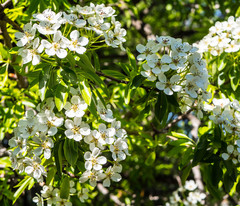 Pyrus elaeagrifolia