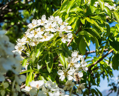 Pyrus elaeagrifolia