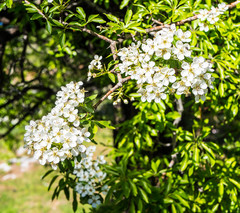 Pyrus elaeagrifolia