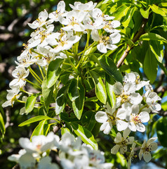 Pyrus elaeagrifolia