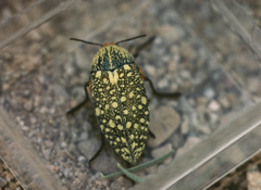 Julodis