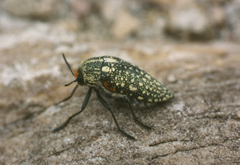 Julodis