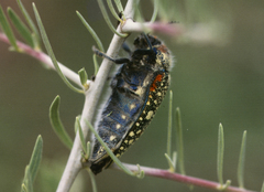 Julodis