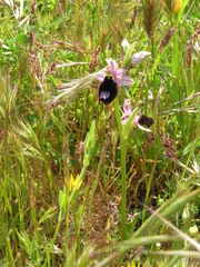 Ophrys bertolonii benacensis