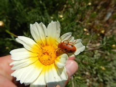 Leptopalpus rostratus
