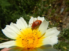 Leptopalpus rostratus
