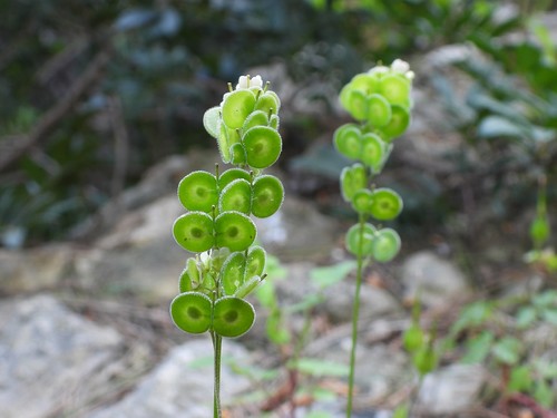 Biscutella didyma L.