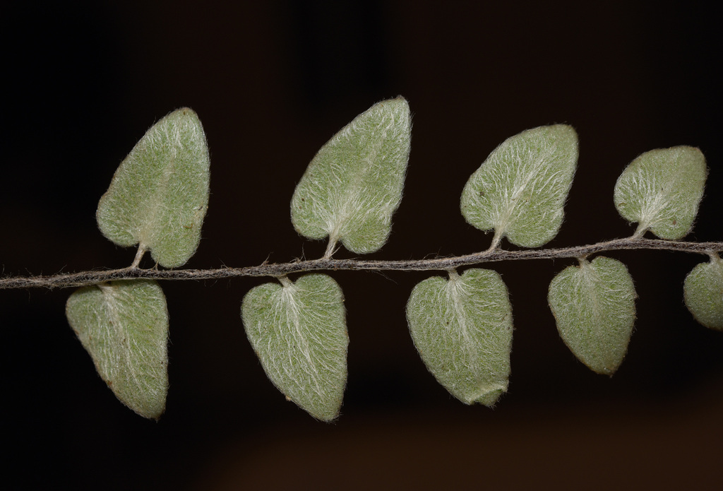 Paragymnopteris vestita