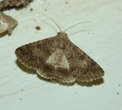 Pandesma