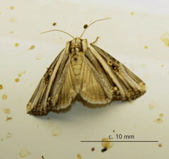 Anedhella rectiradiata