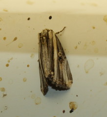 Anedhella rectiradiata