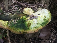 Rigidoporus ulmarius