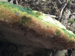 Rigidoporus ulmarius