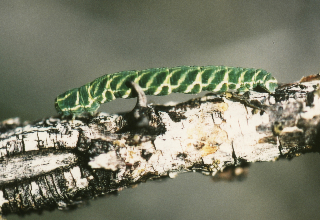 Zamarada ilma