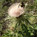 Bristle Thistle - Photo (c) Milo Pyne, some rights reserved (CC BY-NC), uploaded by Milo Pyne