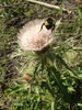 Bristle Thistle - Photo (c) Milo Pyne, some rights reserved (CC BY-NC), uploaded by Milo Pyne