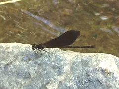 Euphaea splendens