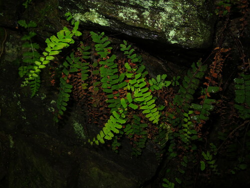 Adiantum edgeworthii iNat (1)