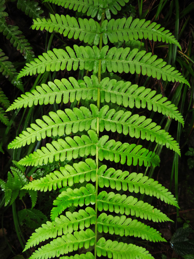 Dryopteris chrysocoma (Dryopteris chrysocoma)