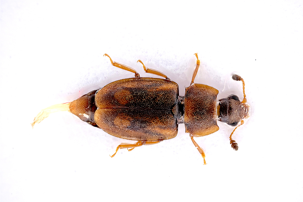 Epuraea distincta