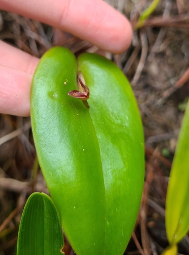 Image of Matuda's Orchid by no rights reserved