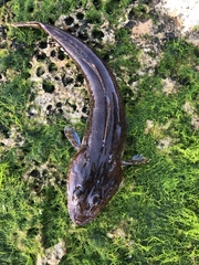 Platycephalidae