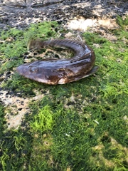 Platycephalidae
